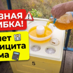 Закормка пчёл сахарным сиропом в зиму: пропорции и сроки