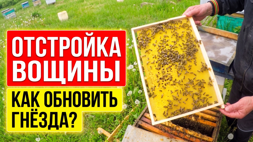 Отстройка вощины весной и правильное обновление гнездовых рамок на пасеке