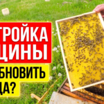 Отстройка вощины весной и правильное обновление гнездовых рамок на пасеке
