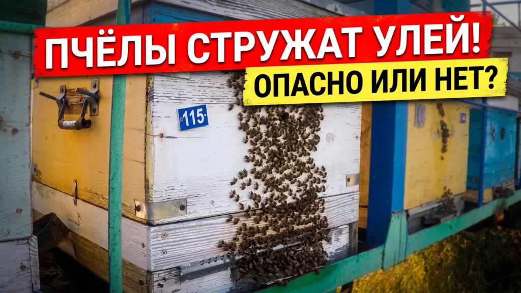 Пчёлы стружат стенку улья и прилётную доску: вошбординг на пасеке