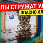 Пчёлы стружат стенку улья и прилётную доску: вошбординг на пасеке