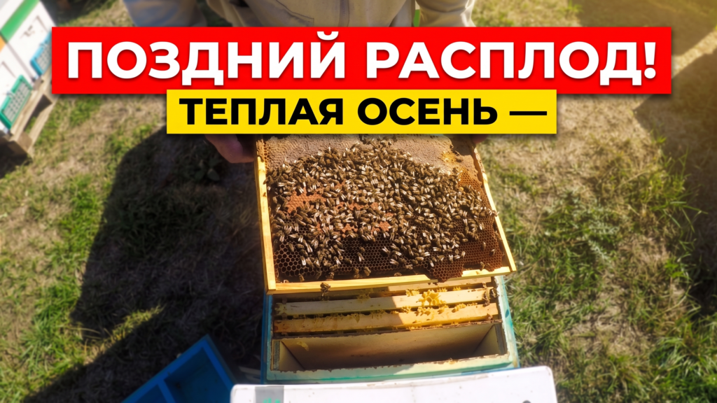 Поздний расплод у пчел и теплая осень: осмотр рамки и сборка гнезда в зиму