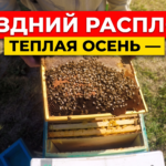 Поздний расплод у пчел и теплая осень: осмотр рамки и сборка гнезда в зиму
