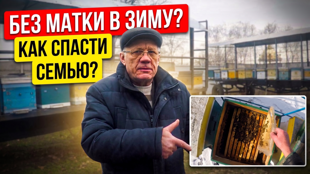 Признаки отсутствия матки в улье перед зимовкой и способы спасения безматочной семьи