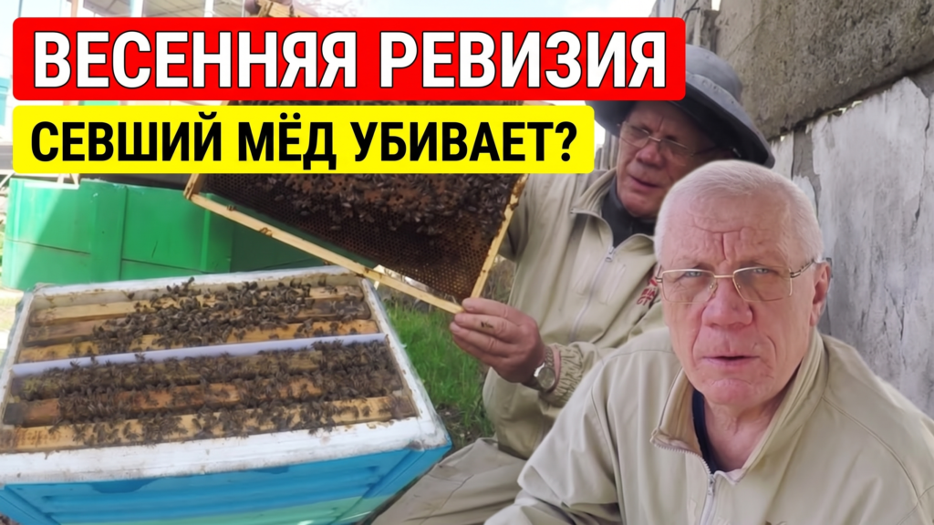 Первая весенняя ревизия отводков и закристаллизованный мёд в улье