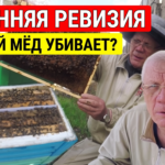 Первая весенняя ревизия отводков и закристаллизованный мёд в улье