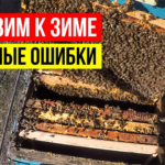 Как собрать гнездо пчёл на зиму — проверка и расстановка рамок